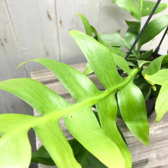  第11張的照片
