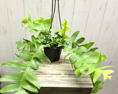 吊り下げグリーン｜希少種エピフィルム・クリソカルディウム〈吊り鉢