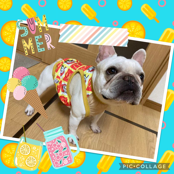 夏物犬服オーダー★ずり落ちにくいメッシュタンクブヒナルド黄色フレブル服パグ服犬服フレンチブルドッグ服中型犬マックブヒ 4枚目の画像