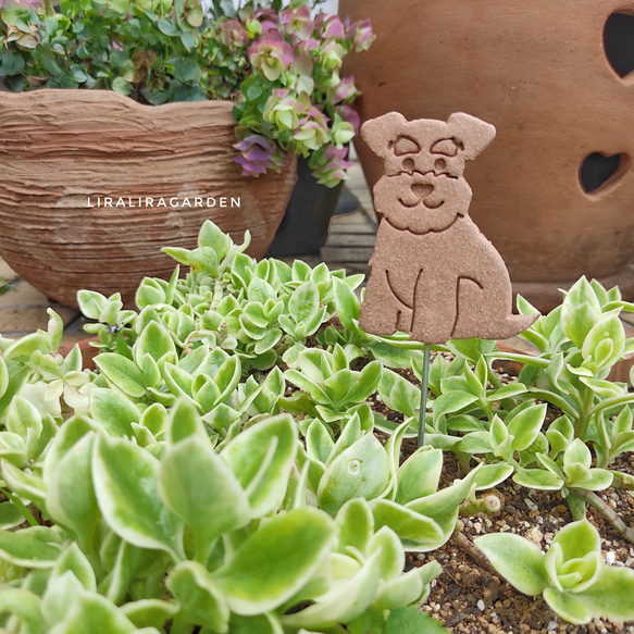 素焼き　シュナウザー　ガーデンピック　ハンドメイド　ガーデニング　犬雑貨　寄植え 1枚目の画像