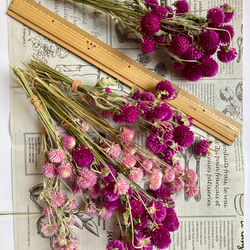 花材用　千日紅茎あり70本程　色ピンク系MIX 3枚目の画像