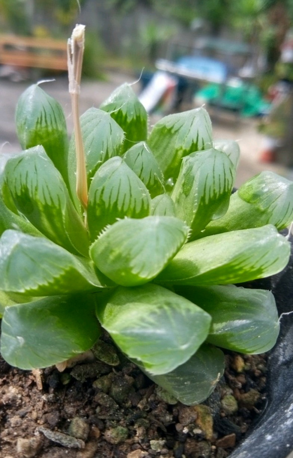 ハオルチア_ハリー(変異？) ベネチア変異株 超美株 ハオルチア 観葉植物 61 - メルカリ