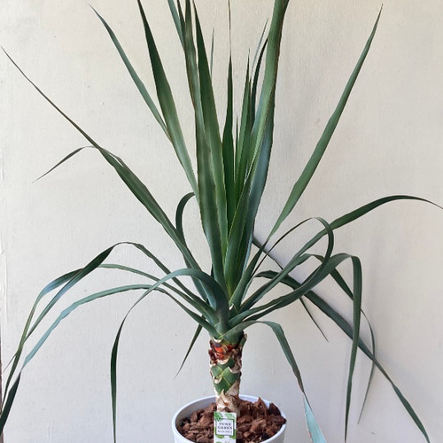 かなりの希少「ドラセナ ドラコ」竜血樹 アートフラワー bloom town