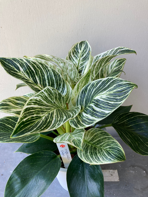 ボウラン白斑白花 ボウラン白斑白花