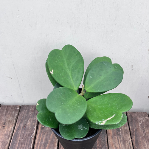 ♡ホヤ ハートホヤ♡ホヤ カーリー♡観葉植物 アートフラワー