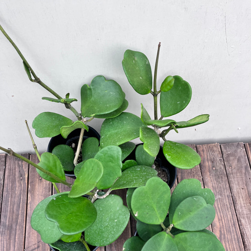 楽天市場】PLANCHU 観葉植物 ホヤ カーリー 4号吊り鉢 育て方