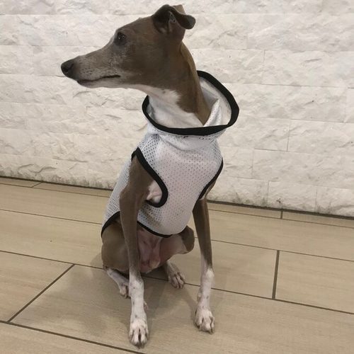 タイダイボーダーのタンクトップ　イタグレ服　犬服　ハンドメイド イタグレ服 タンクトップ ボーダー ネイビー/アイボリー Lサイズ