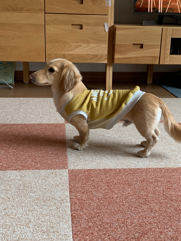 マスタードカラー　ダックスサイズ　ロングLサイズ　タンクトップ　犬の服　ペット　犬用タンク　犬服　 13枚目の画像
