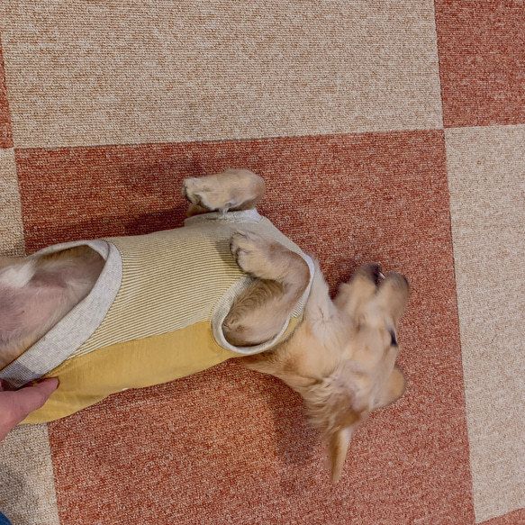 マスタードカラー　ダックスサイズ　ロングLサイズ　タンクトップ　犬の服　ペット　犬用タンク　犬服　 14枚目の画像