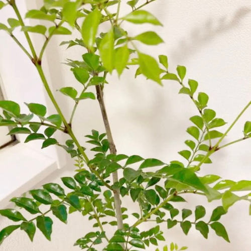 観葉植物 シマトネリコ 10号 エコストーンLight Gray 付き