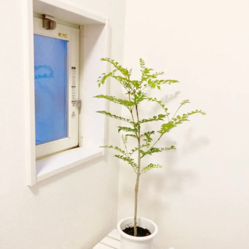 シマトネリコ 鉢植え 5号一本立ち 受皿付き その他インテリア雑貨