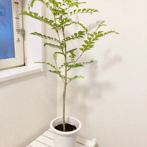 シマトネリコ 鉢植え 5号一本立ち 受皿付き その他インテリア