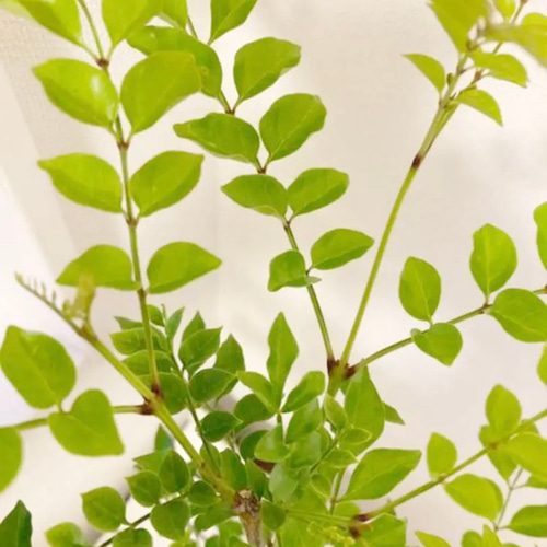 シマトネリコ 鉢植え 5号一本立ち 受皿付き その他インテリア