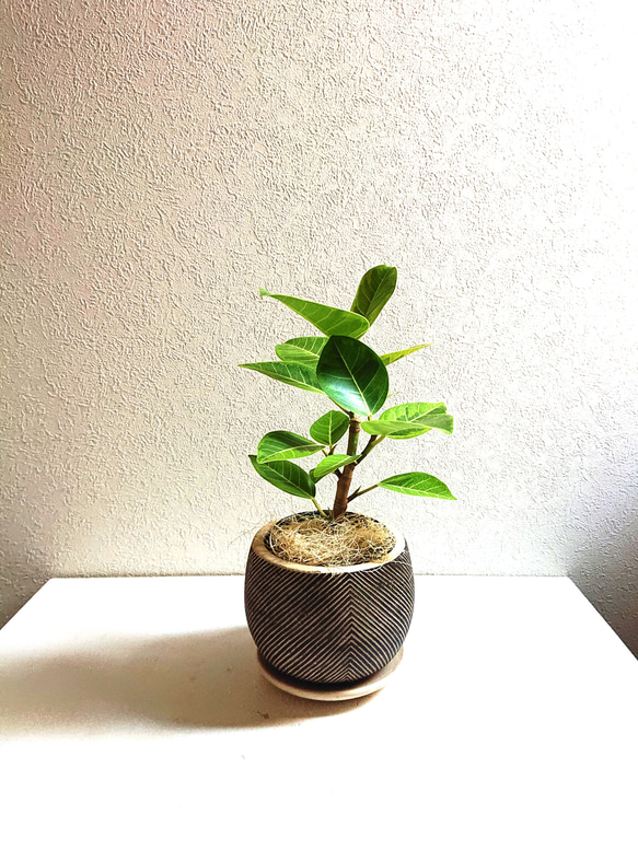 ●数量限定●ゴムの木 ”フィカス アルテシーマ　coco鉢/受け皿セット（セメント製）”　観葉植物　おしゃれ　幸せの木 2枚目の画像