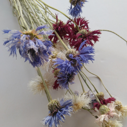 矢車草のドライフラワー ドライフラワー nyao-mery 通販 14057369