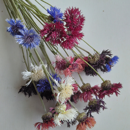 矢車草のドライフラワー ドライフラワー nyao-mery 通販｜Creema  