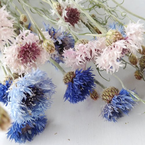 ドライフラワー ドライフラワー L コース | 定期便 | 花の定期便