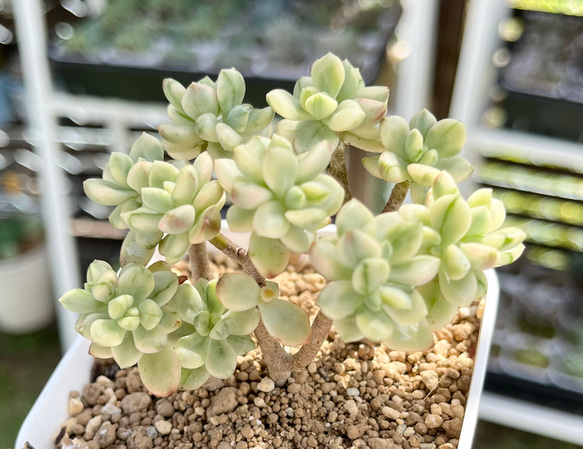 SOLD スイートキャンディ錦 群生 厳選韓国苗 名前付き 多肉植物 