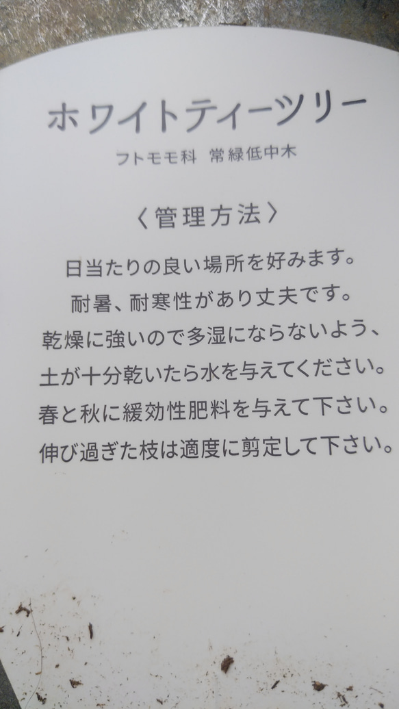 ホワイトティーツリー＊* 7枚目の画像