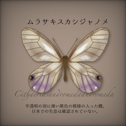 切り絵虫の羽ピアス(ムラサキスカシジャノメ) 11枚目の画像