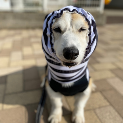 中型犬服 冷感 タンクトップ 泥除け 撥水 ボーダー cool