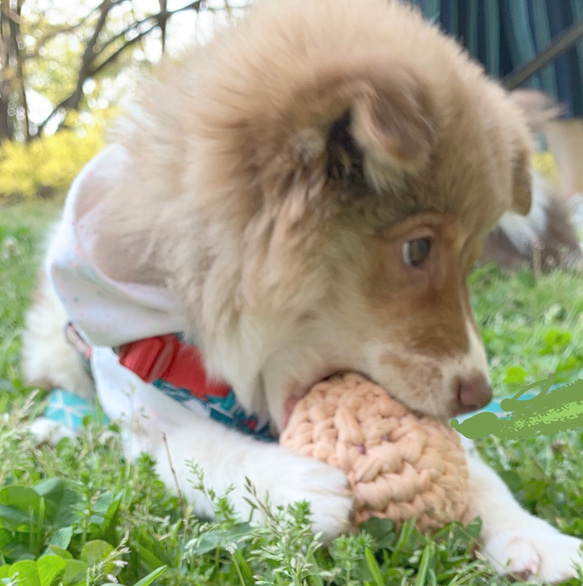 犬用ボール ( パープル) 送料無　サイズとカラーをお選びいただけます　M／L 6枚目の画像