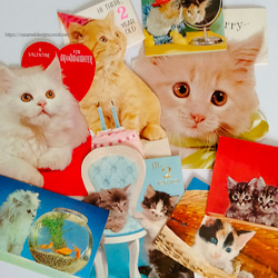 USA　ビンテージカード　猫づくし　8枚　送料無料 1枚目の画像