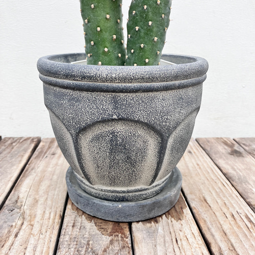 サボテンです(´◡` )♩ バンザイしてるサボテン「スミエボシ」 アートフラワー bloom town