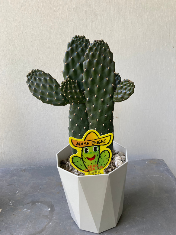 バンザイしてるサボテン「スミエボシ」 アートフラワー bloom town