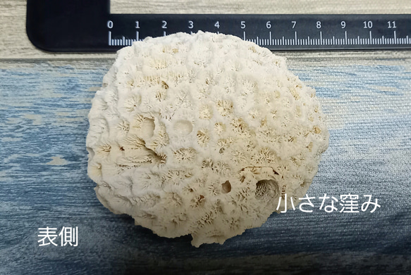オフホワイト　珊瑚のカケラ　オブジェ1個 3枚目の画像