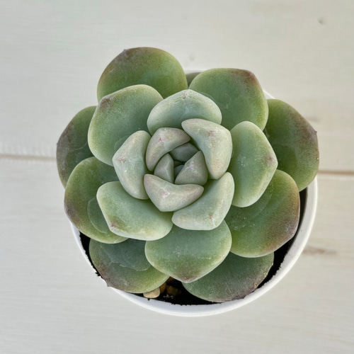 アイスグリーン 多肉植物 多肉植物 kanomarihome 通販 14063656