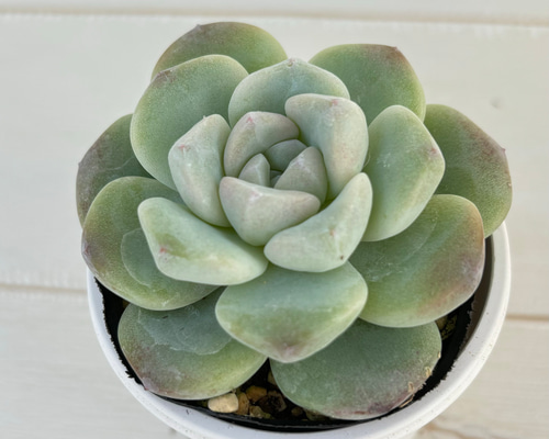 多肉植物　アイスグリーン 多肉植物 アイスグリーン sp 新入荷 るる農園 | るる農園~多肉