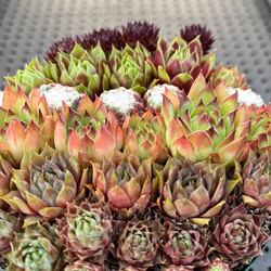 センペルビウム寄せ植え 多肉植物 その他素材 kanomarihome 通販