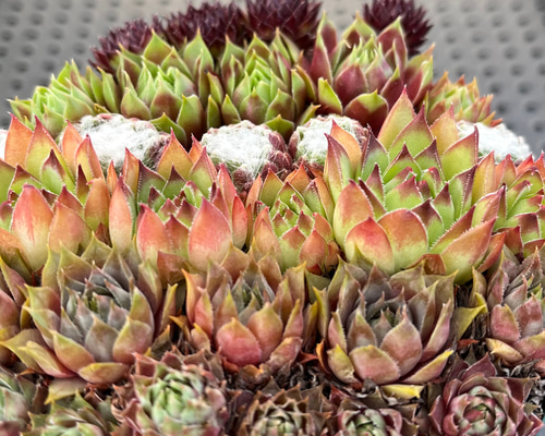 c1f7947b1ffa92ccac8b995608ff72