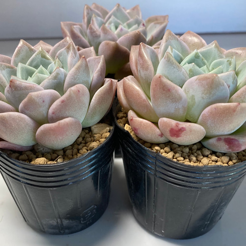 多肉植物【人気種】ピンクスポット② 厳選韓国苗 寄せ植え 2024 多肉