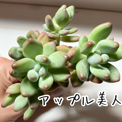 SOLD アップル美人 木立 厳選韓国苗 名前付き 多肉植物 〜Green〜多肉