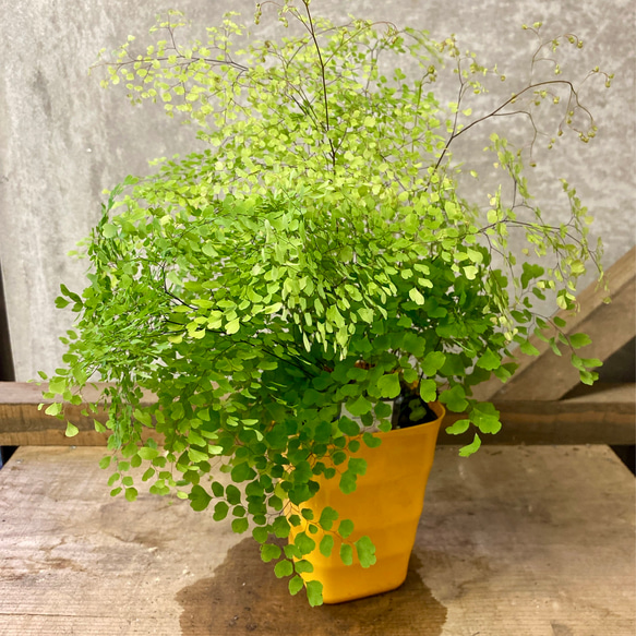 観葉植物 アジアンタム ミクロフィラム アートフラワー plant life