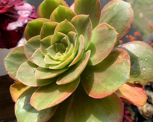 373.多肉植物 寄せ植え アエオニウム属 韶羞錦(群生) 特大 373.多肉植物 寄せ植え アエオニウム属 韶羞錦(群生) 特大