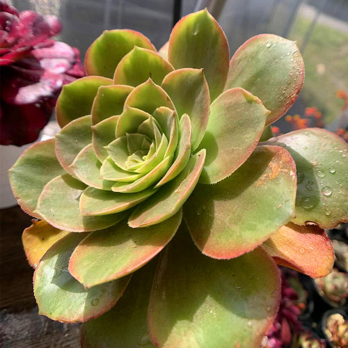 多肉植物】大きな寄せ植え直径21cm白ポット | JTBのふるさと納税
