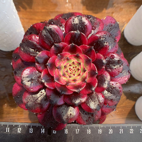 374.多肉植物 寄せ植え アエオニウム属 美姫 大 超美苗 抜き苗 アート