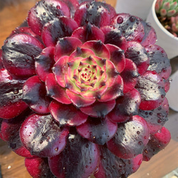 374.多肉植物 寄せ植え アエオニウム属 美姫 大 超美苗 抜き苗 アート