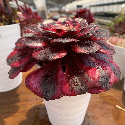 374.多肉植物 寄せ植え アエオニウム属 美姫 大 超美苗 抜き苗 アート