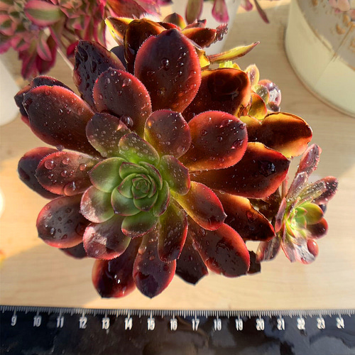 アメチス錦　確認お願い致します！。多肉植物 チワワエンシス錦 – Bull Succulent