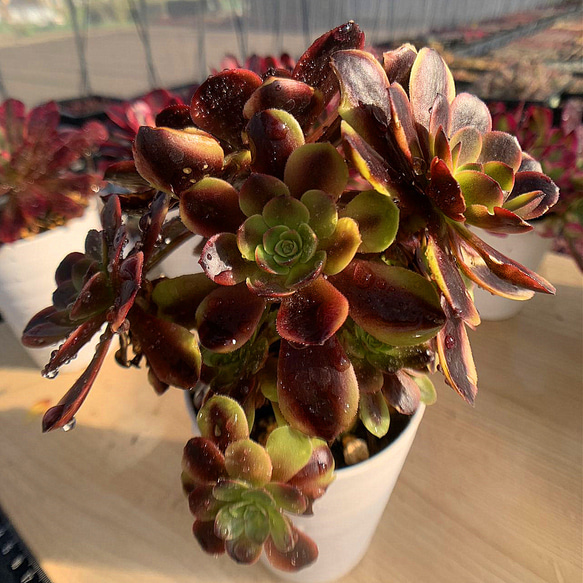92#多肉植物アエオニウム錦❤️ アンナ錦❤️14頭21cm 鉢土付き出荷