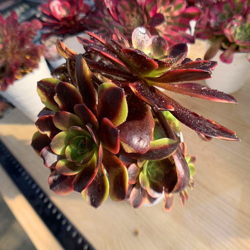 ピーコックフェザー錦 アエオニウム 多肉植物 カット苗 ピーコックフェザー錦 アエオニウム 多肉植物 カット苗