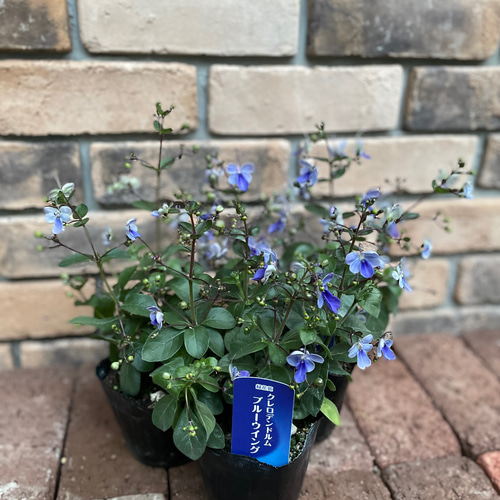 花苗＊クレロデンドルム「ブルーウィング」 その他素材 Comu＊Garden