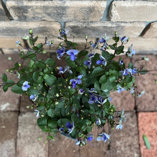 花苗＊クレロデンドルム「ブルーウィング」 その他素材 Comu＊Garden