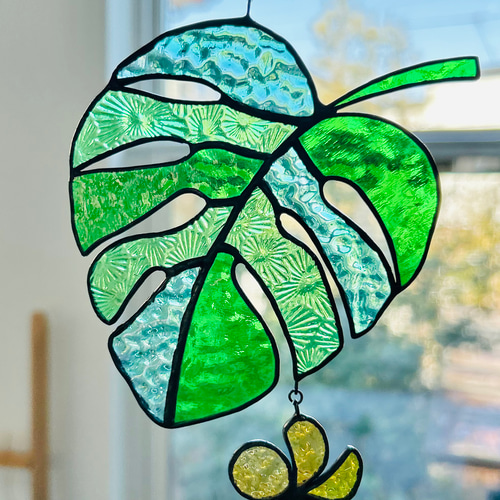 A|C plants  モンステラ90 スケルトン　69 ゼブブルー A|C plants モンステラ90 スケルトン 69 ゼブブルー 楽天市場