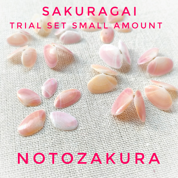 石川県産】幸せを呼ぶさくら貝 お試しセットライト その他