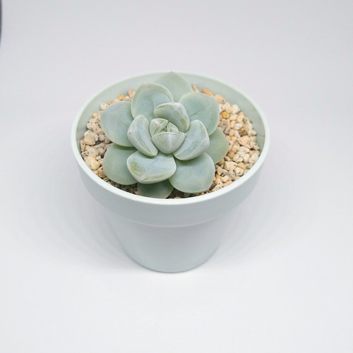 アイスグリーン 多肉植物 多肉植物 tatalabox 通販 14066623｜Creema